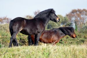 shetland-ponies-