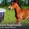 Young Stock Supplement