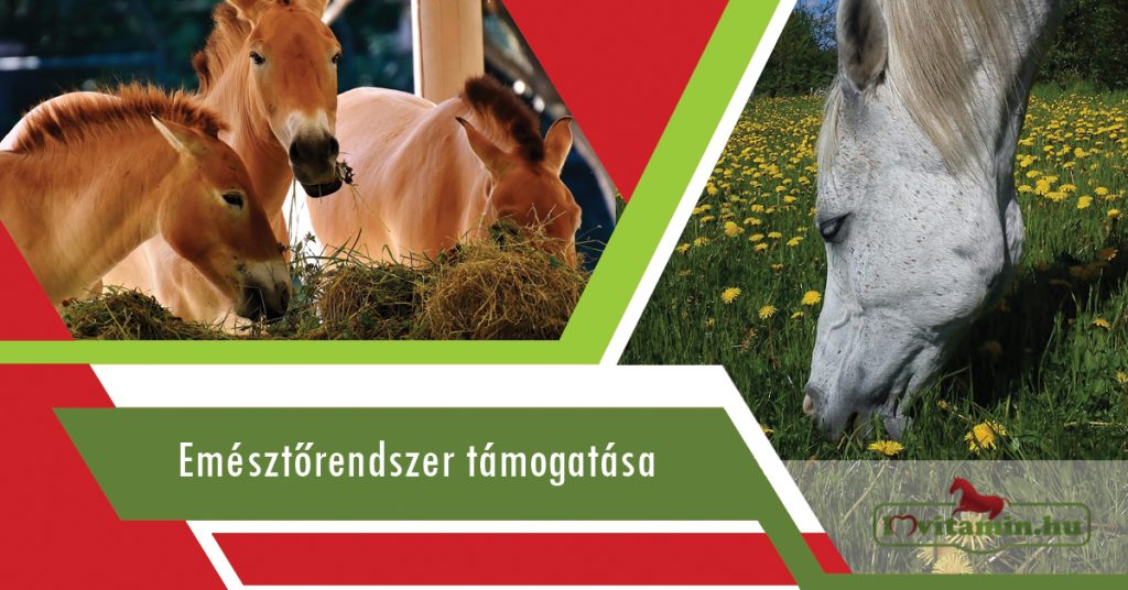 Termékek az emésztőrendszer támogatására a Lovitamin.hu kínálatában.