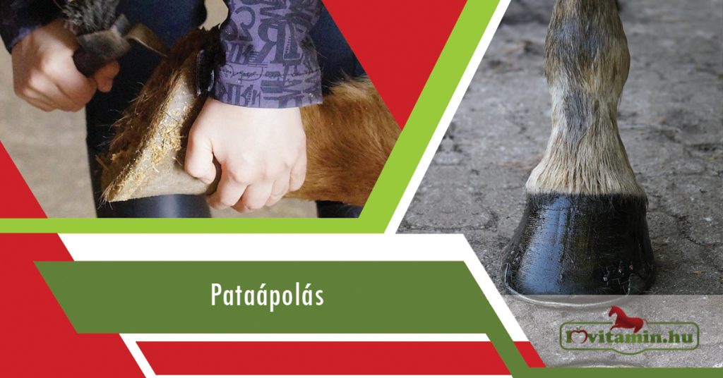 Pataápolással kapcsolatos termékek a Lovitamin.hu kínálatában.